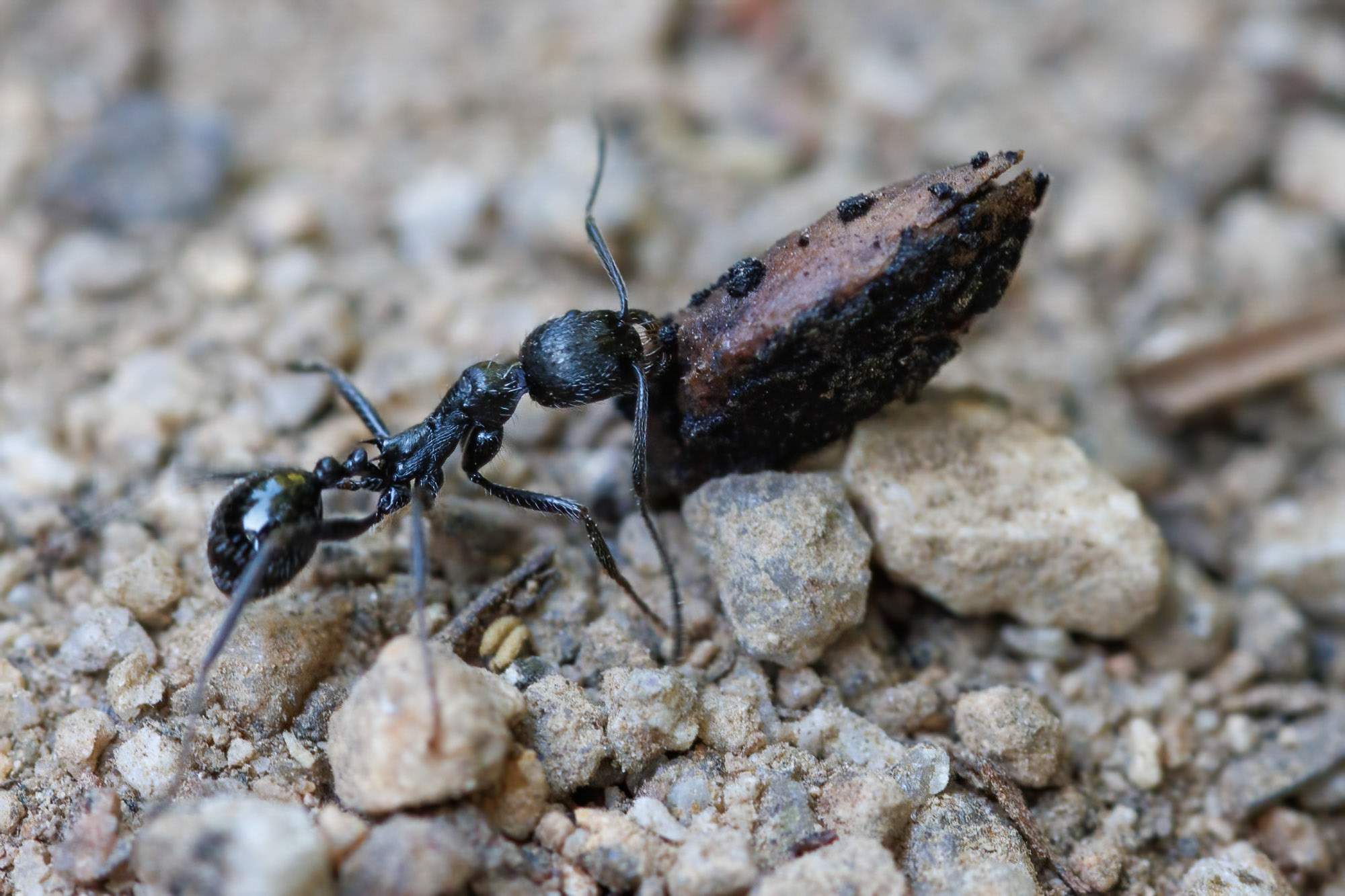 Aphaenogaster spinosa